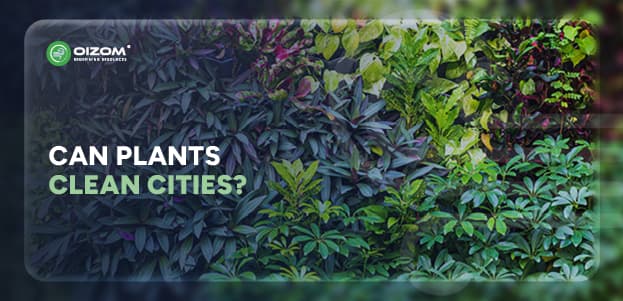 Can Plants Help Outdoor Air Quality