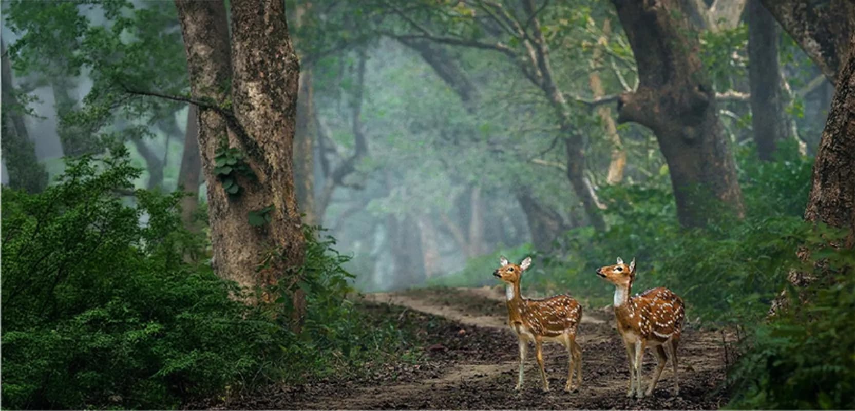 Flora and Fauna Air Monitoring