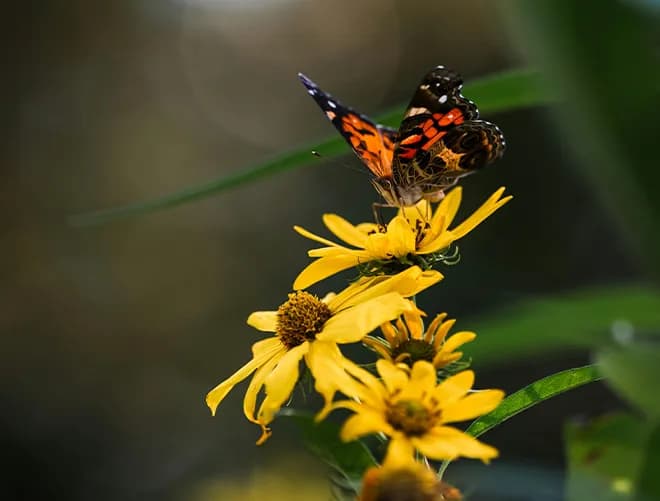 Air Pollution’s Impact on Pollinators & Insects
