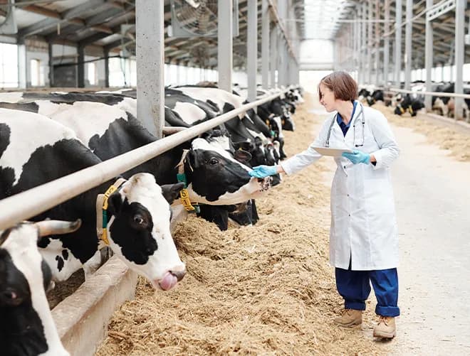 Enhancing Milk Quality by Controlling Odour