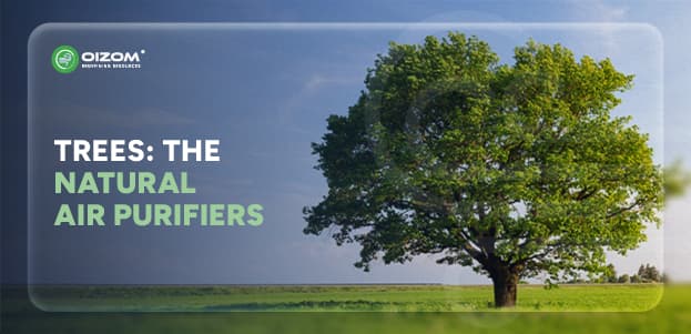 How Do Trees Reduce Air Pollution? Nature’s Air Purifier