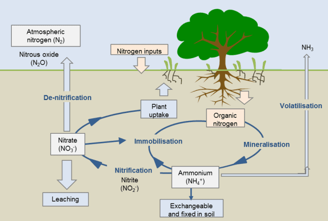 Formation of Ammonia