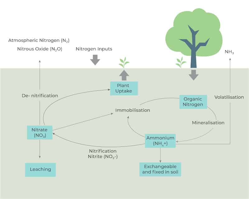 Ammonia naturally liberates soil from bacterial processes and from decaying organic matter, including plants, animals, and animal wastes. 