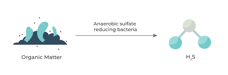 Bacterial breakdown of organic Sulfur compounds produces H2S.