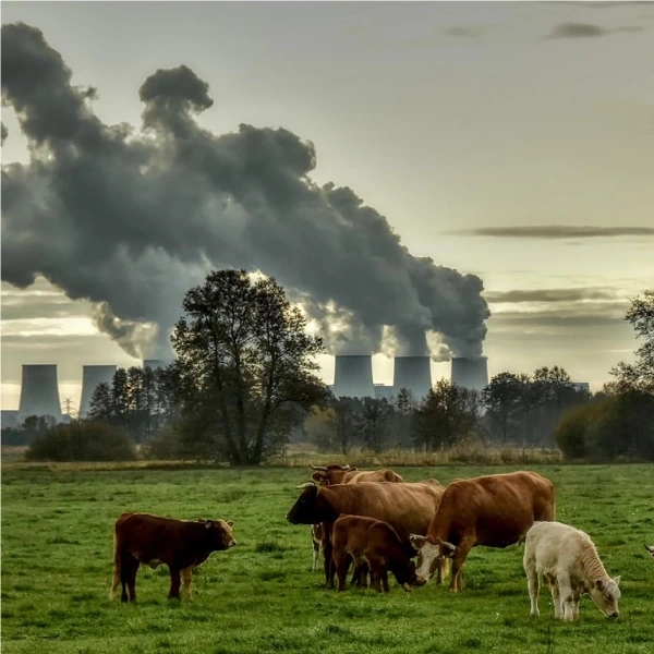 effects of air pollution plants and animals