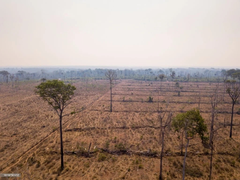 Impact of Air Pollution on Biodiversity