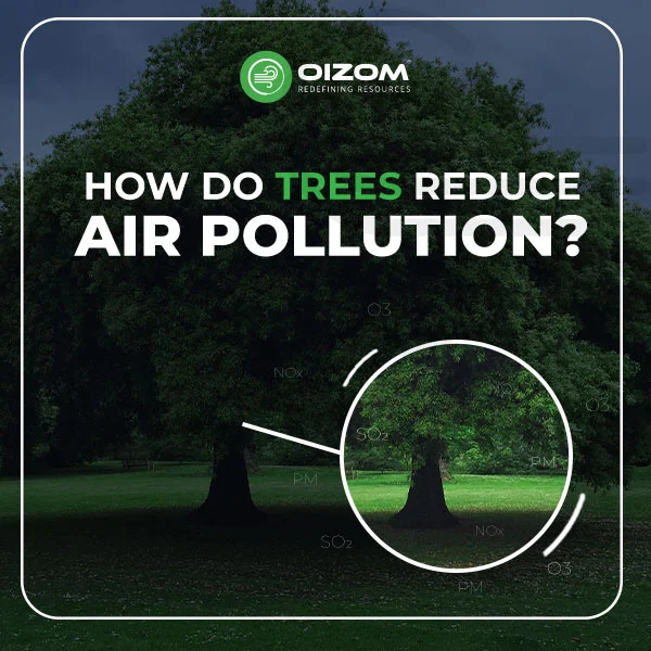 How-Do-Trees-Reduce-Air-Pollution