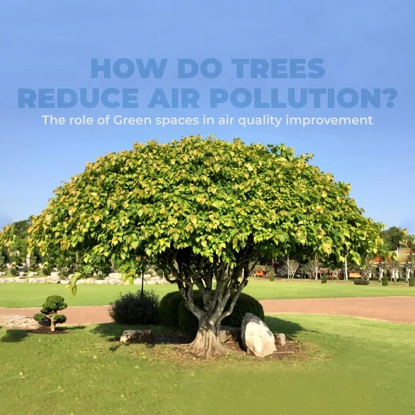 How Do Trees Reduce Air Pollution