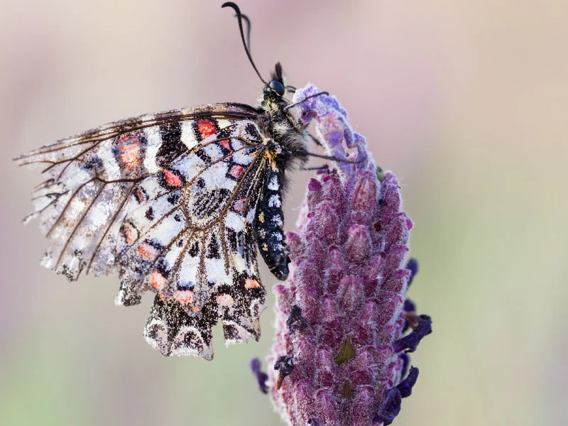 Air Pollution’s Impact on Pollinators & Insects