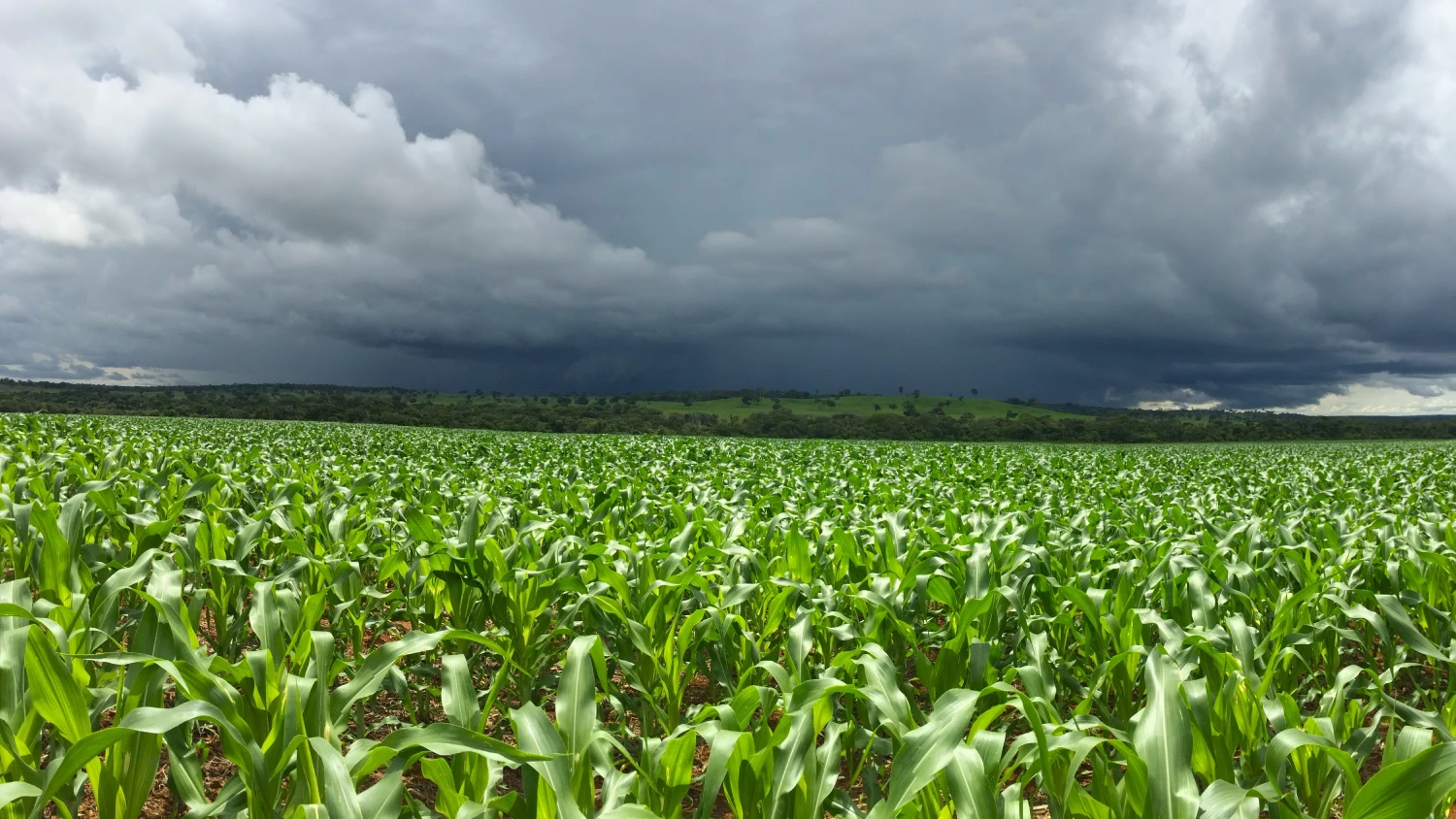 Livestock-and-Agriculture-Weather-and-Air-Monitoring