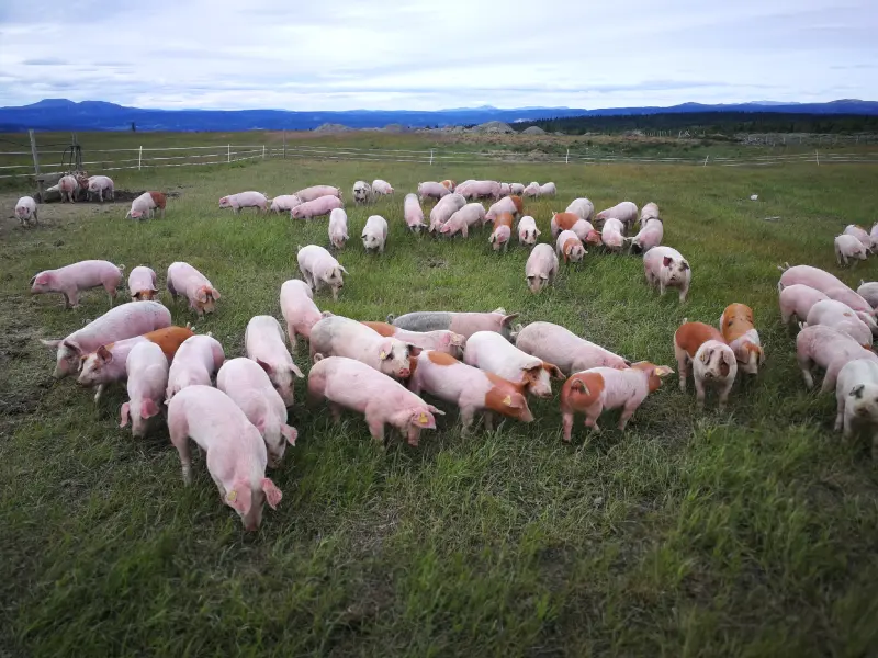 Managing Odour in Pig Farms for a Healthier Environmen