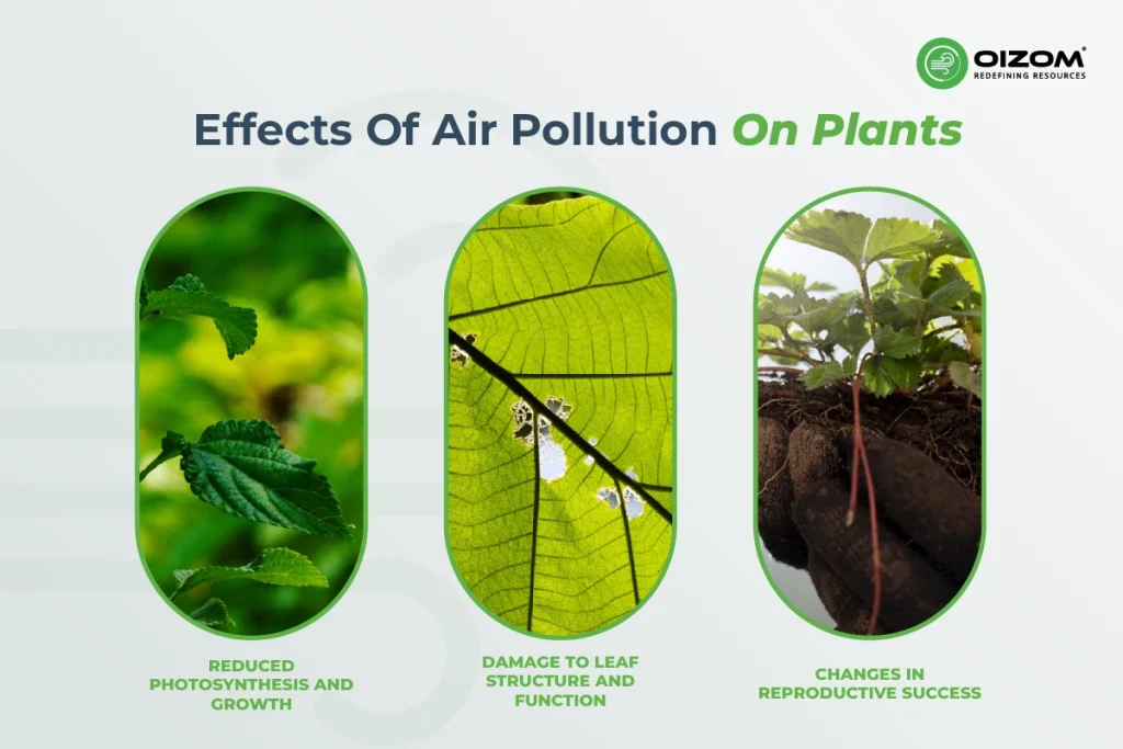 Effect of Air Pollution on Plants