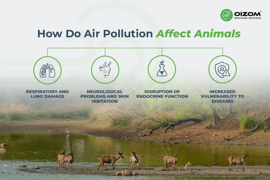 How does Air Pollution affect Animals