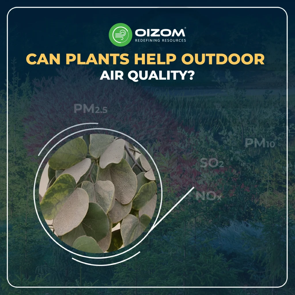 Can Plants Help Outdoor Air Quality