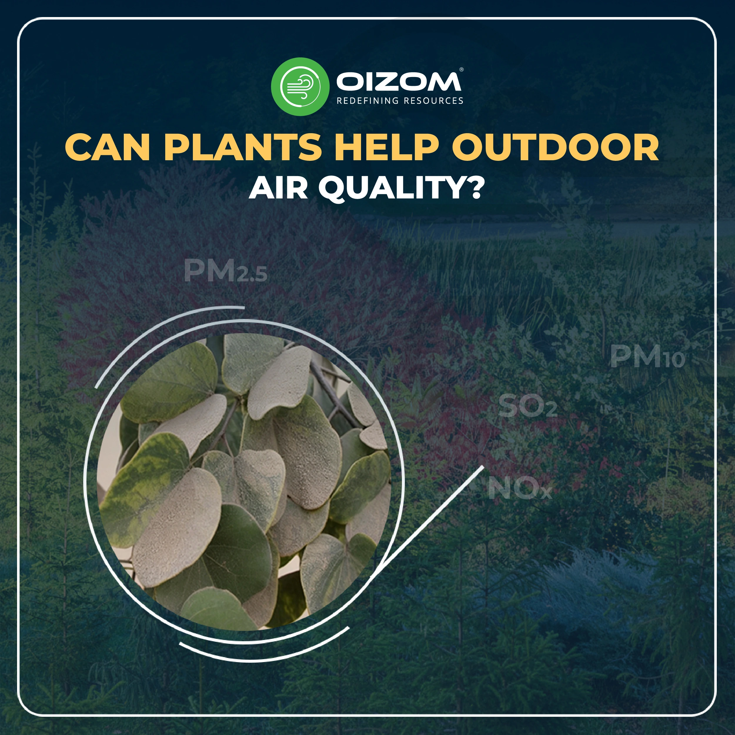 Can Plants Help Outdoor Air Quality
